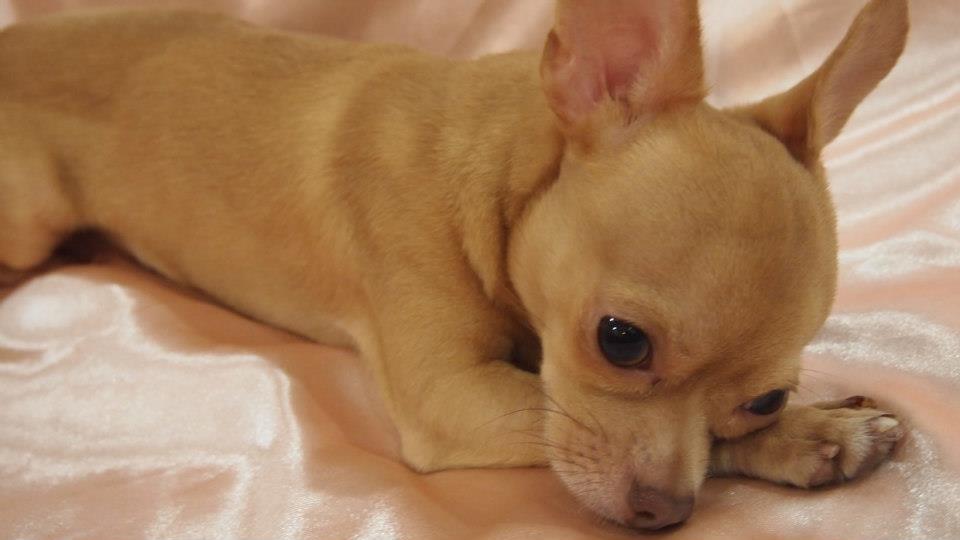 Chihuahua1